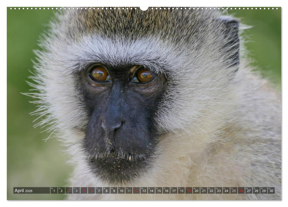 blick kontakt mit tieren im östlichen und südlichen afrika (CALVENDO Wandkalender 2026)