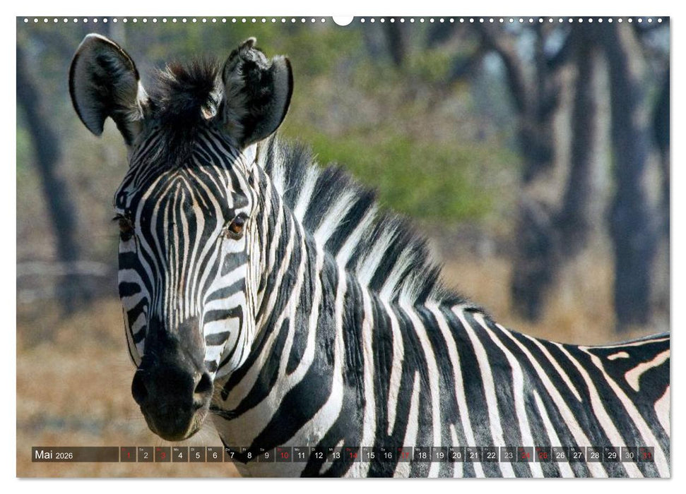 blick kontakt mit tieren im östlichen und südlichen afrika (CALVENDO Wandkalender 2026)