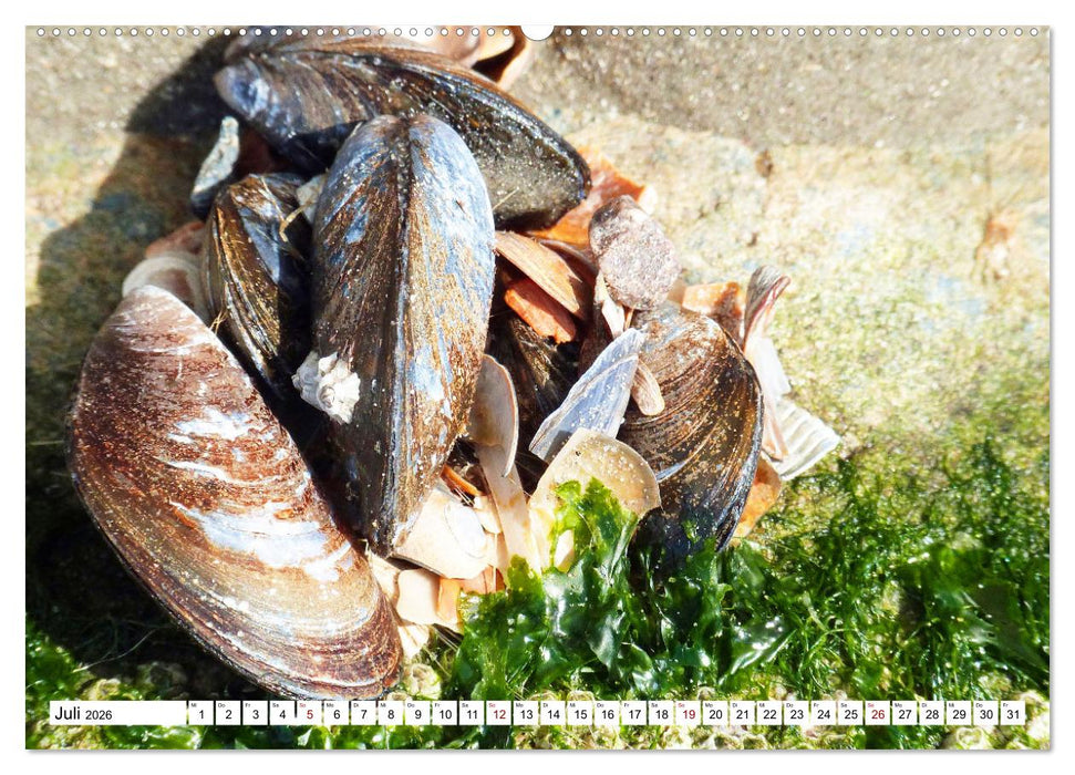 Strandgut Szenen (CALVENDO Premium Wandkalender 2026)