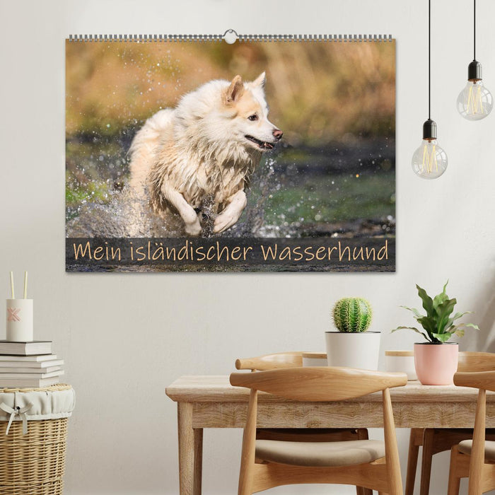 Mein isländischer Wasserhund (CALVENDO Wandkalender 2026)