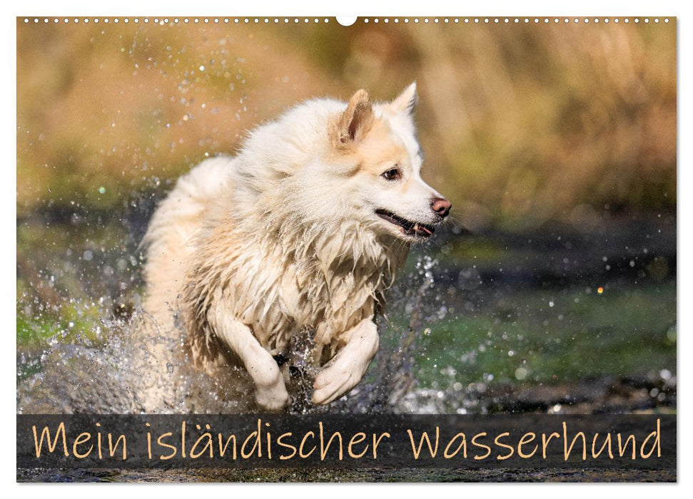 Mein isländischer Wasserhund (CALVENDO Wandkalender 2026)