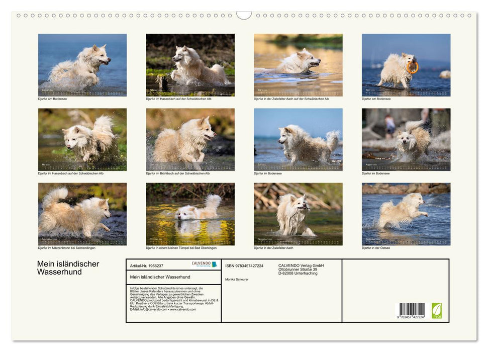 Mein isländischer Wasserhund (CALVENDO Wandkalender 2026)
