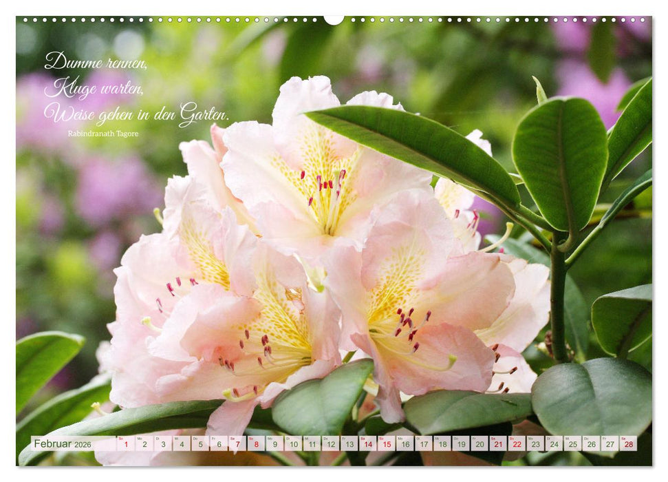 Rhododendren und Poesie (CALVENDO Premium Wandkalender 2026)