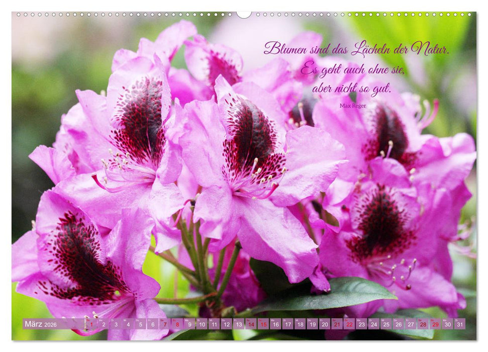 Rhododendren und Poesie (CALVENDO Premium Wandkalender 2026)