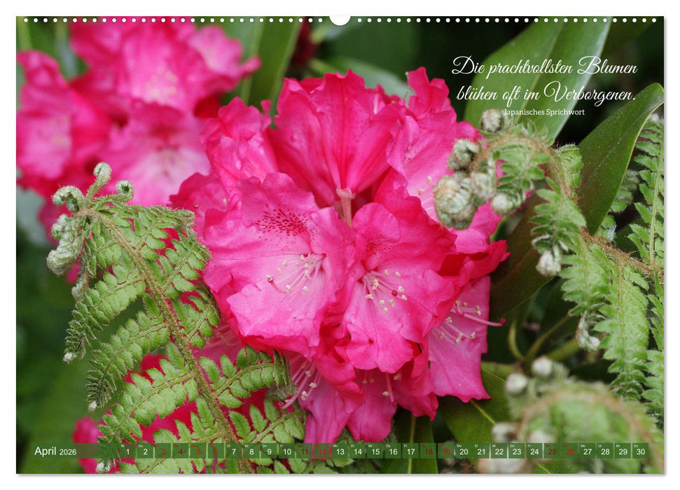 Rhododendren und Poesie (CALVENDO Premium Wandkalender 2026)