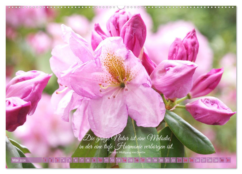 Rhododendren und Poesie (CALVENDO Premium Wandkalender 2026)