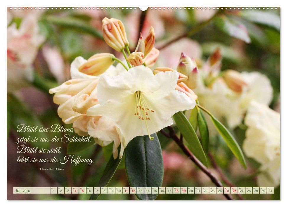 Rhododendren und Poesie (CALVENDO Premium Wandkalender 2026)