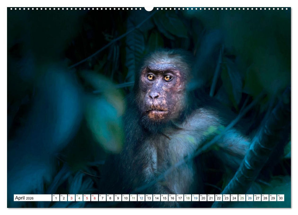 Humor im Dschungel (CALVENDO Premium Wandkalender 2026)