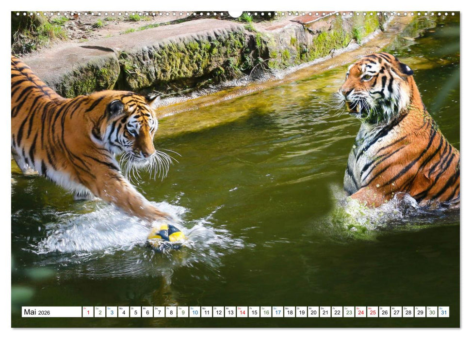 Humor im Dschungel (CALVENDO Premium Wandkalender 2026)