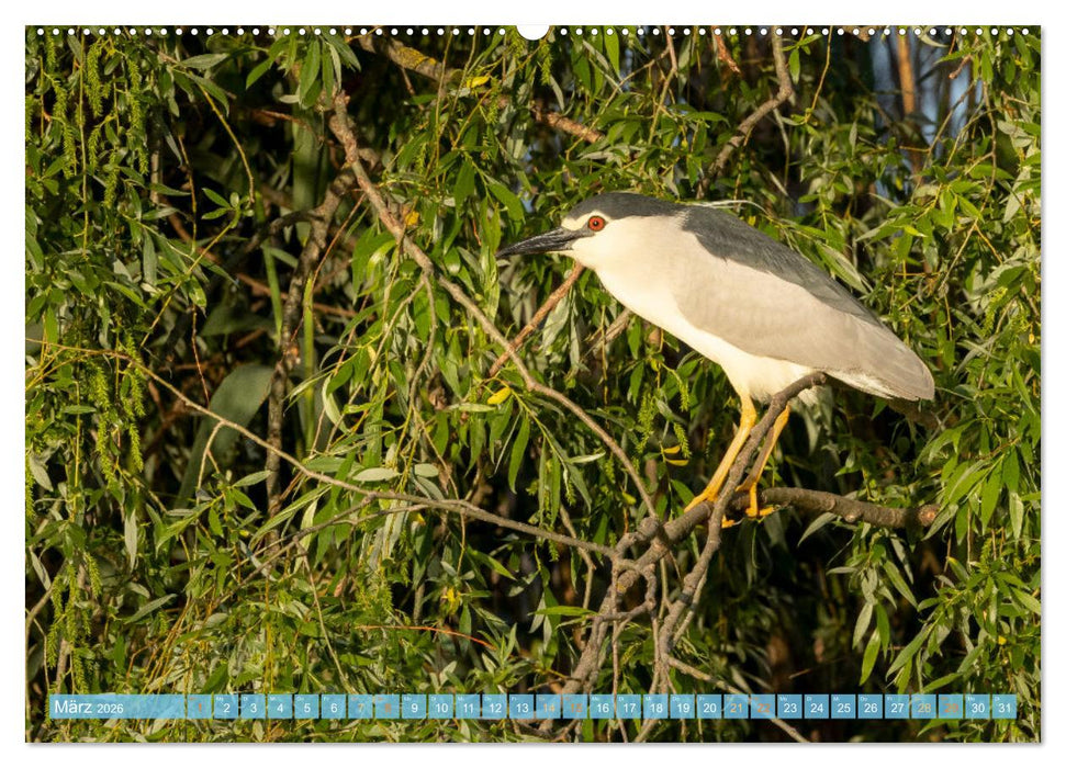 Sehnsuchtsziel Donaudelta (CALVENDO Premium Wandkalender 2026)
