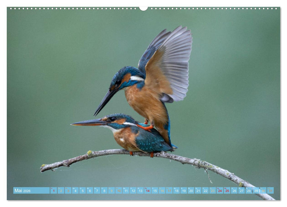 Sehnsuchtsziel Donaudelta (CALVENDO Premium Wandkalender 2026)