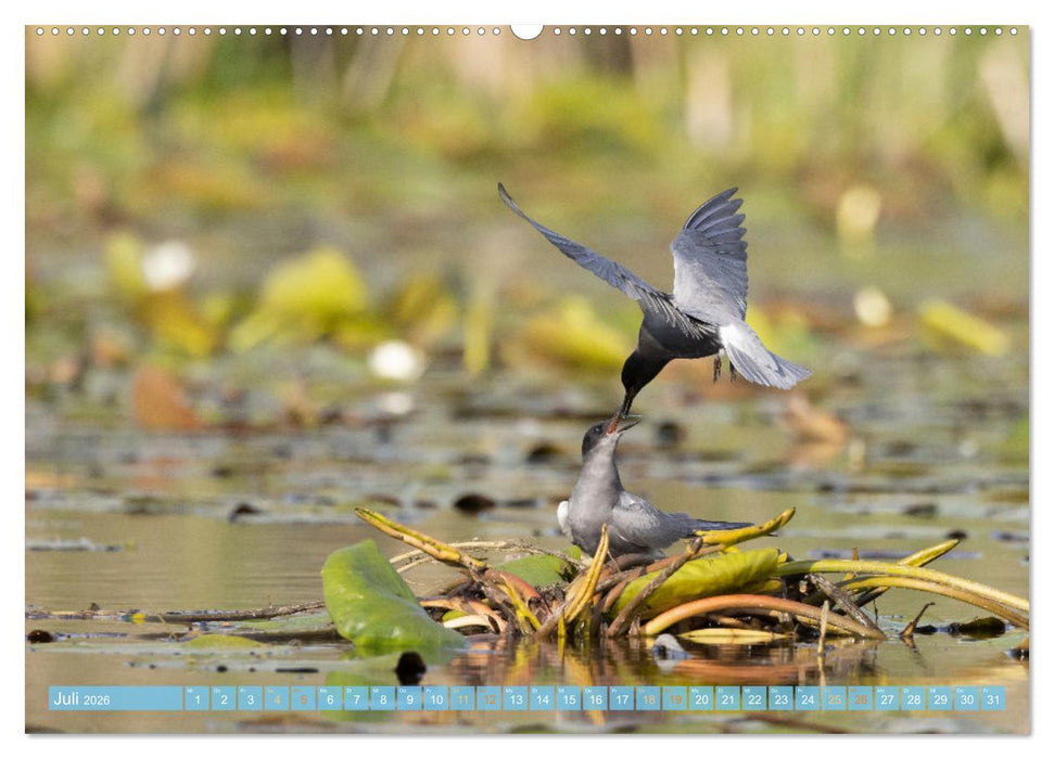 Sehnsuchtsziel Donaudelta (CALVENDO Premium Wandkalender 2026)