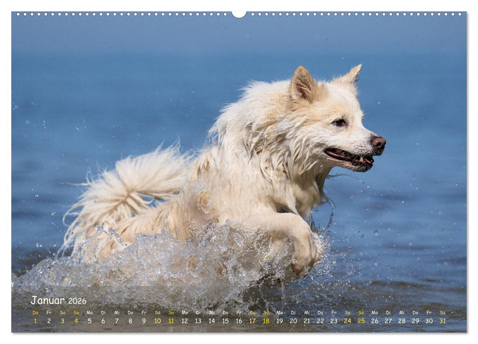 Mein isländischer Wasserhund (CALVENDO Premium Wandkalender 2026)