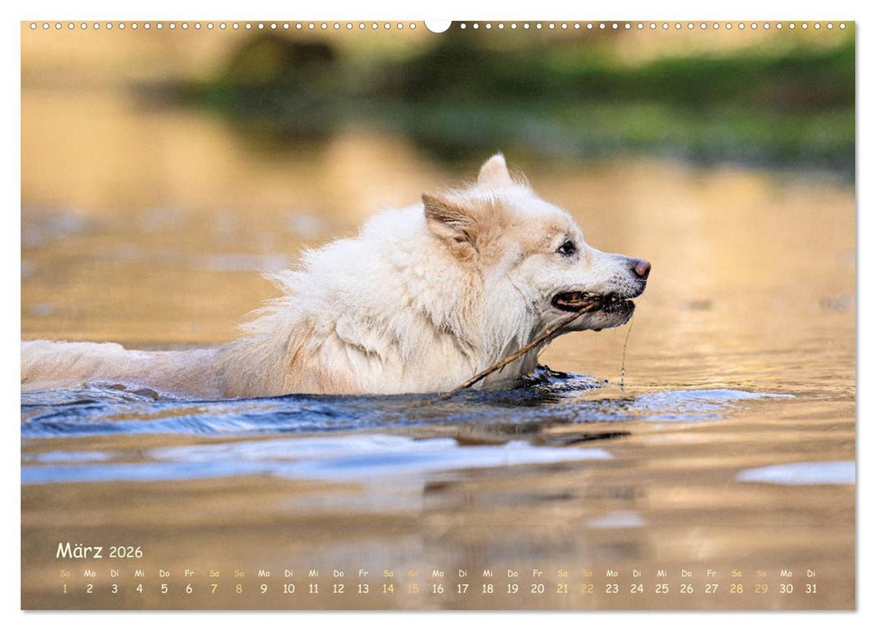 Mein isländischer Wasserhund (CALVENDO Premium Wandkalender 2026)