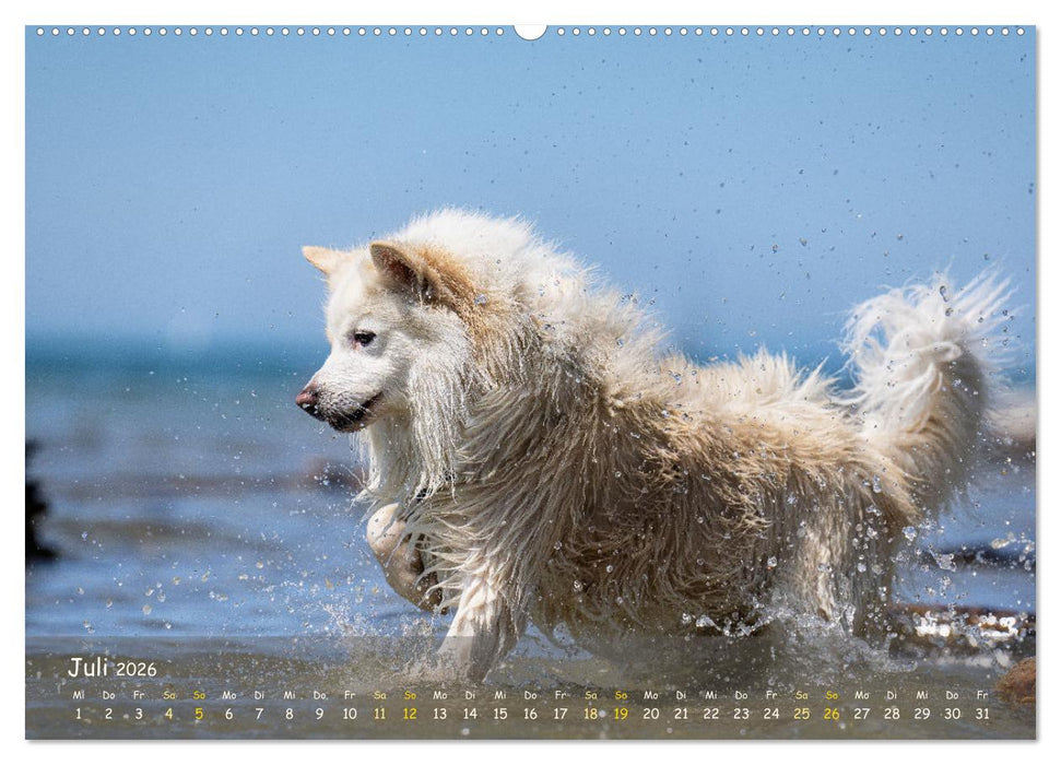 Mein isländischer Wasserhund (CALVENDO Premium Wandkalender 2026)