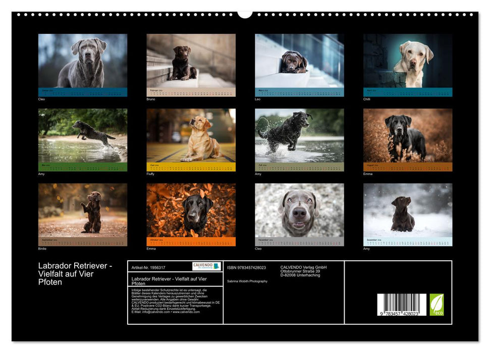 Labrador Retriever - Vielfalt auf Vier Pfoten (CALVENDO Premium Wandkalender 2026)
