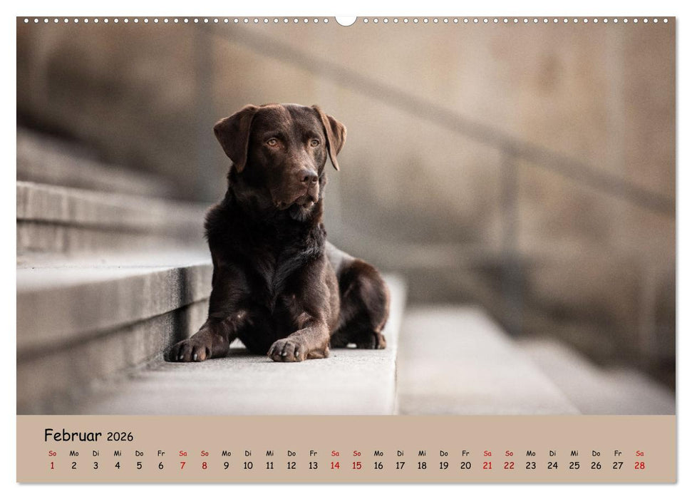 Labrador Retriever - Vielfalt auf Vier Pfoten (CALVENDO Premium Wandkalender 2026)
