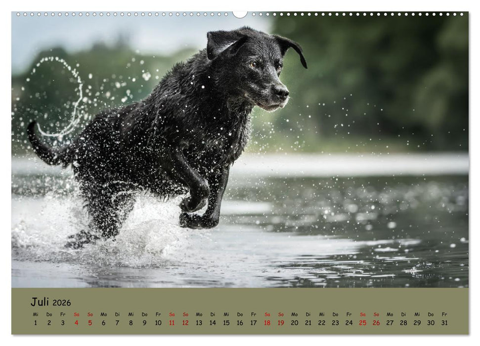 Labrador Retriever - Vielfalt auf Vier Pfoten (CALVENDO Premium Wandkalender 2026)