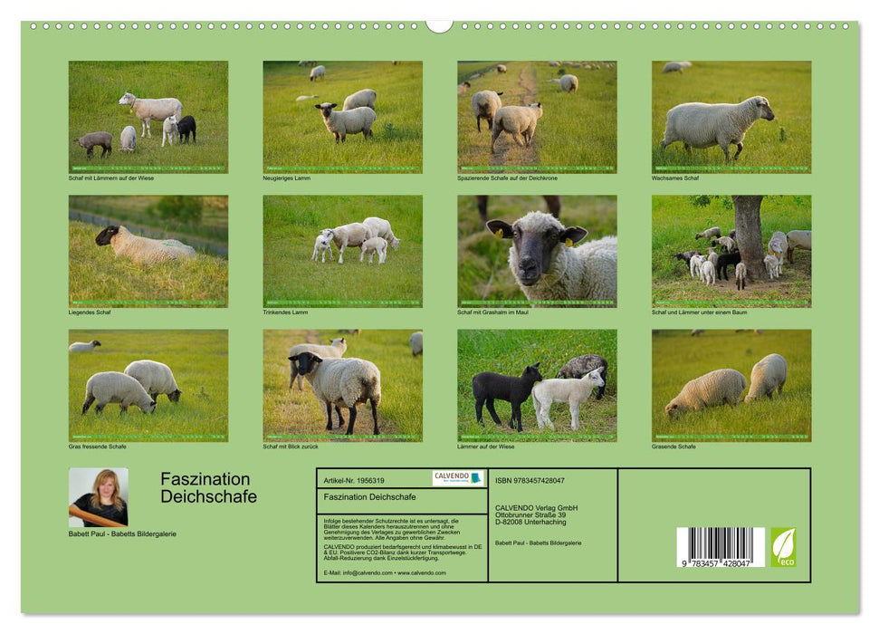 Faszination Deichschafe (CALVENDO Premium Wandkalender 2026)