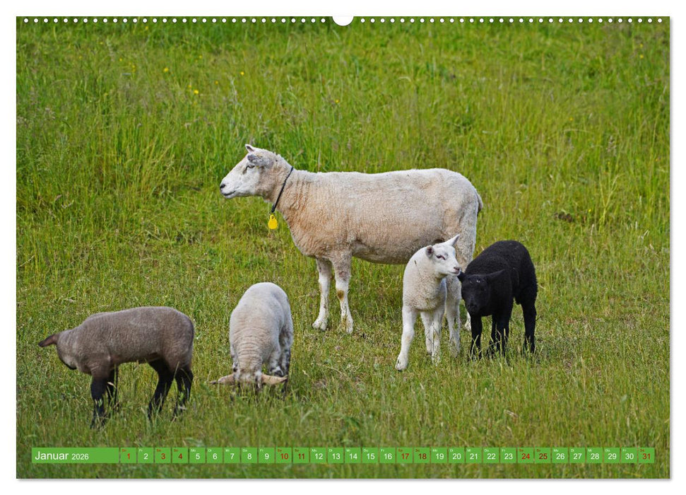 Faszination Deichschafe (CALVENDO Premium Wandkalender 2026)
