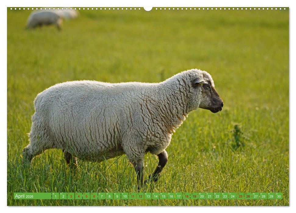 Faszination Deichschafe (CALVENDO Premium Wandkalender 2026)