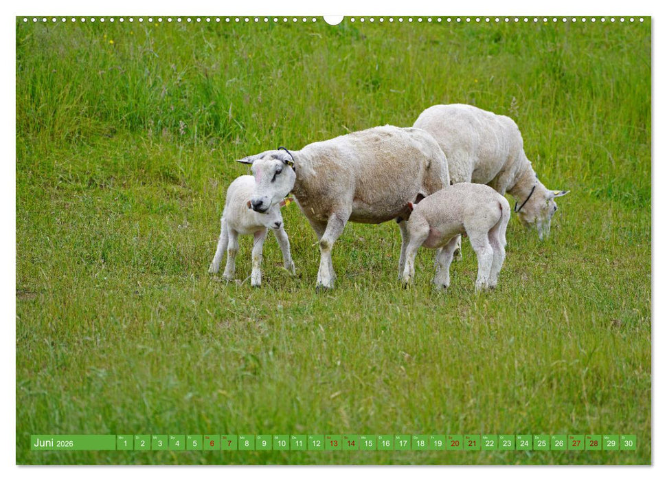 Faszination Deichschafe (CALVENDO Premium Wandkalender 2026)