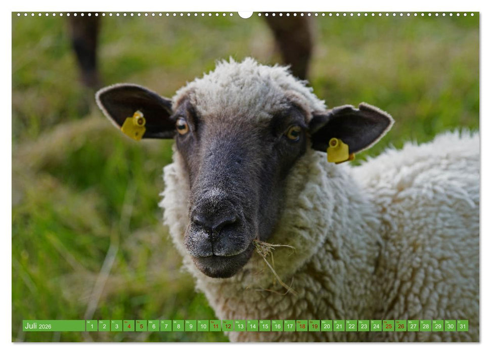 Faszination Deichschafe (CALVENDO Premium Wandkalender 2026)