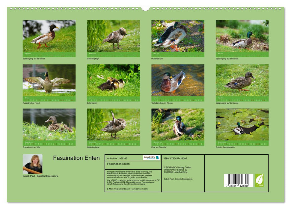 Faszination Enten (CALVENDO Premium Wandkalender 2026)