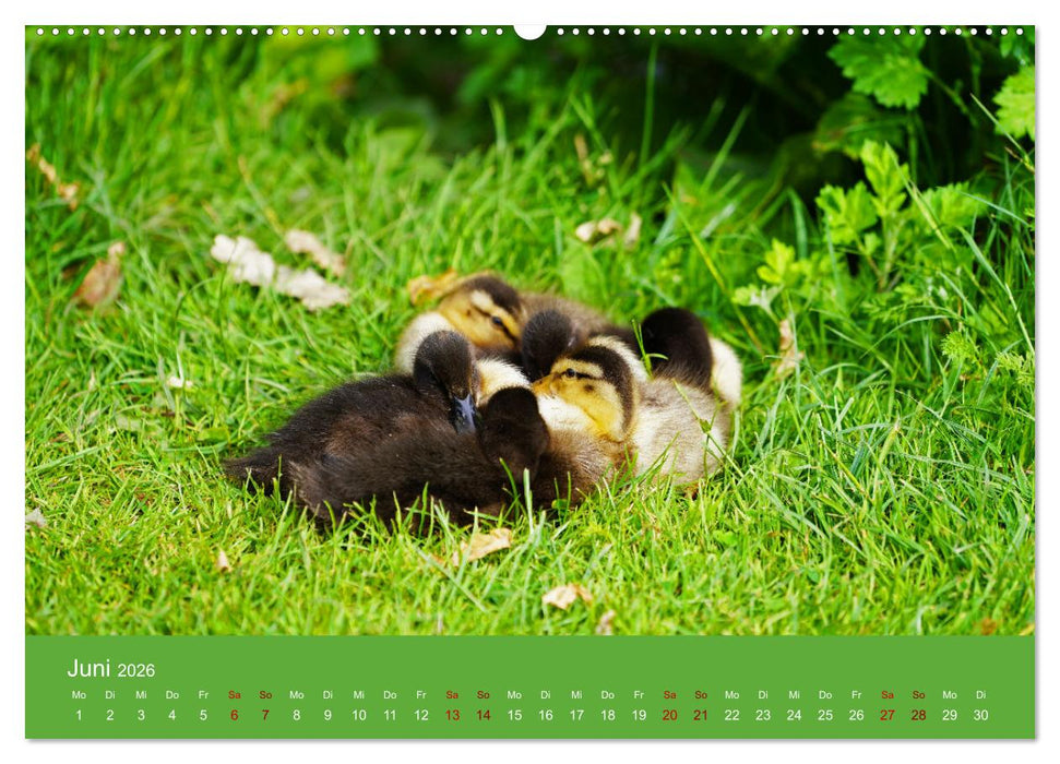 Faszination Enten (CALVENDO Premium Wandkalender 2026)