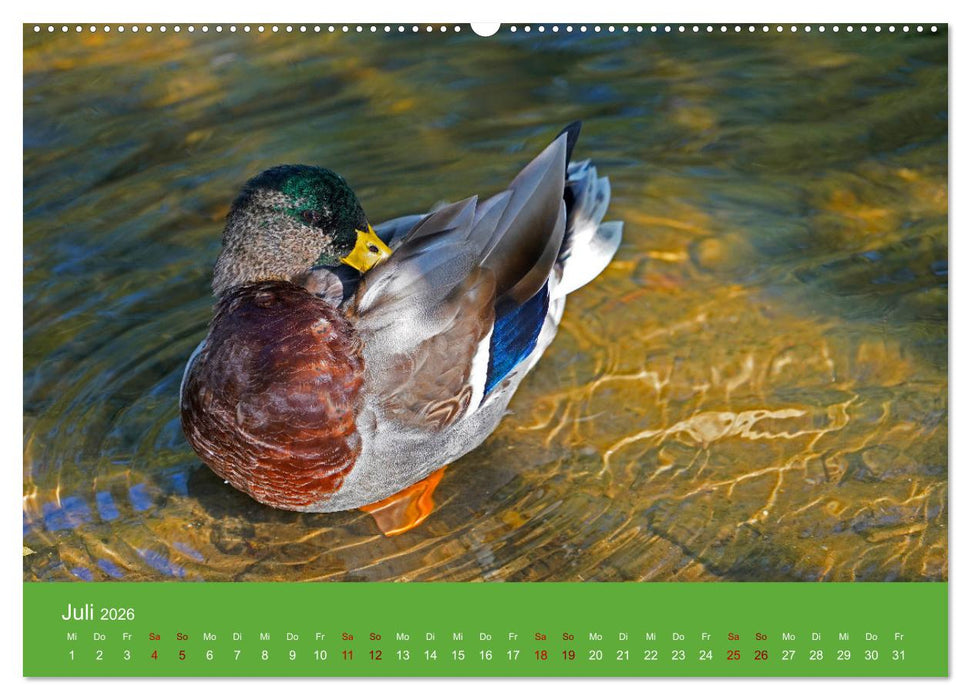 Faszination Enten (CALVENDO Premium Wandkalender 2026)