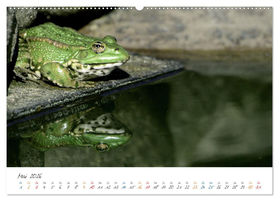 Der lachende Frosch und seine Freunde (CALVENDO Premium Wandkalender 2026)