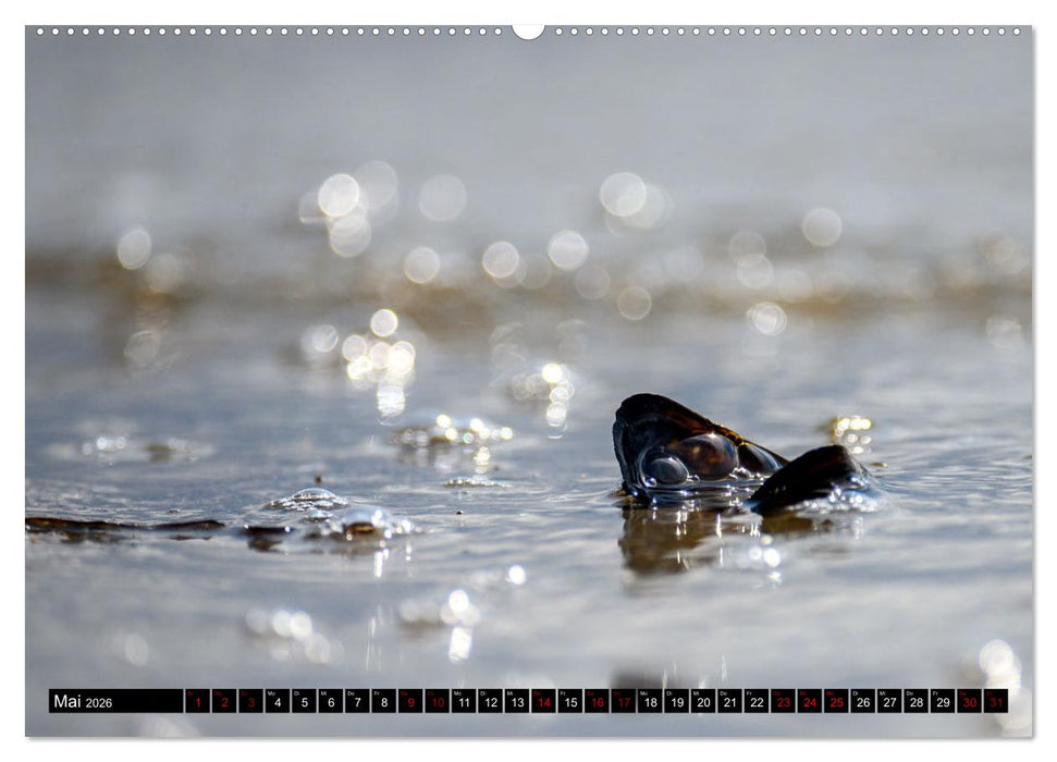 Strandobjekte (CALVENDO Premium Wandkalender 2026)