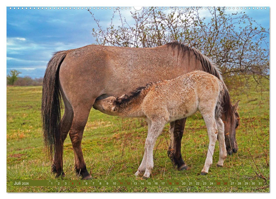 Mutterliebe - Konik Fohlen und Stute (CALVENDO Premium Wandkalender 2026)