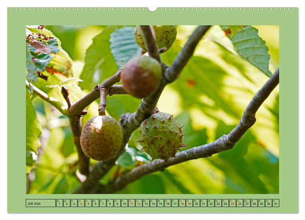 Faszination Stadtpark Odense (CALVENDO Premium Wandkalender 2026)