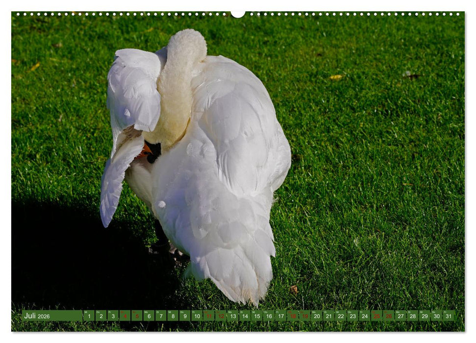 Faszination Höckerschwäne (CALVENDO Premium Wandkalender 2026)