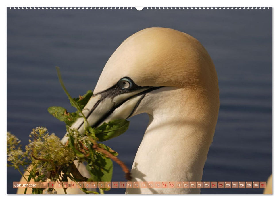 Faszination Basstölpel (CALVENDO Premium Wandkalender 2026)