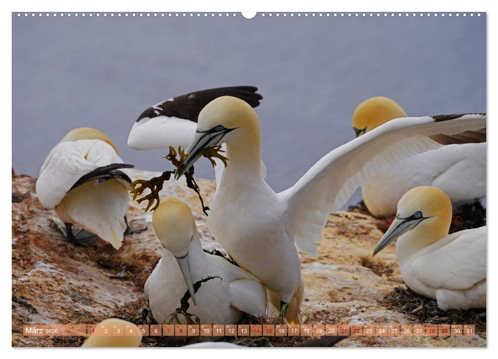 Faszination Basstölpel (CALVENDO Premium Wandkalender 2026)