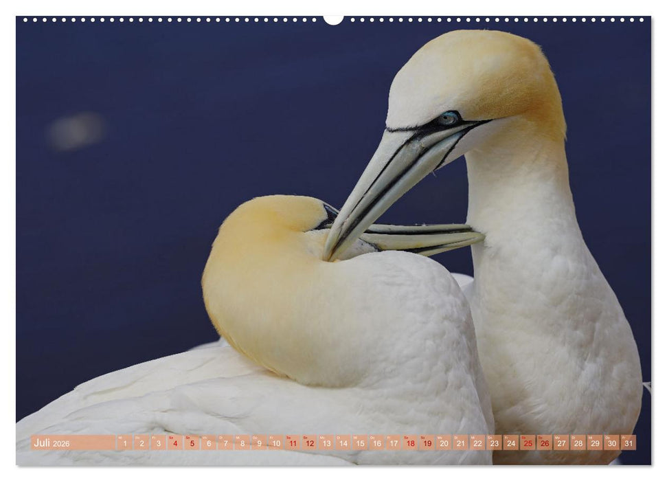 Faszination Basstölpel (CALVENDO Premium Wandkalender 2026)