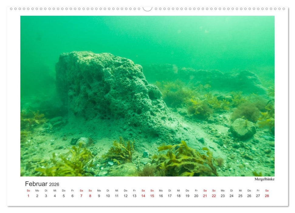 Unter Wasser rund um Fehmarn (CALVENDO Premium Wandkalender 2026)
