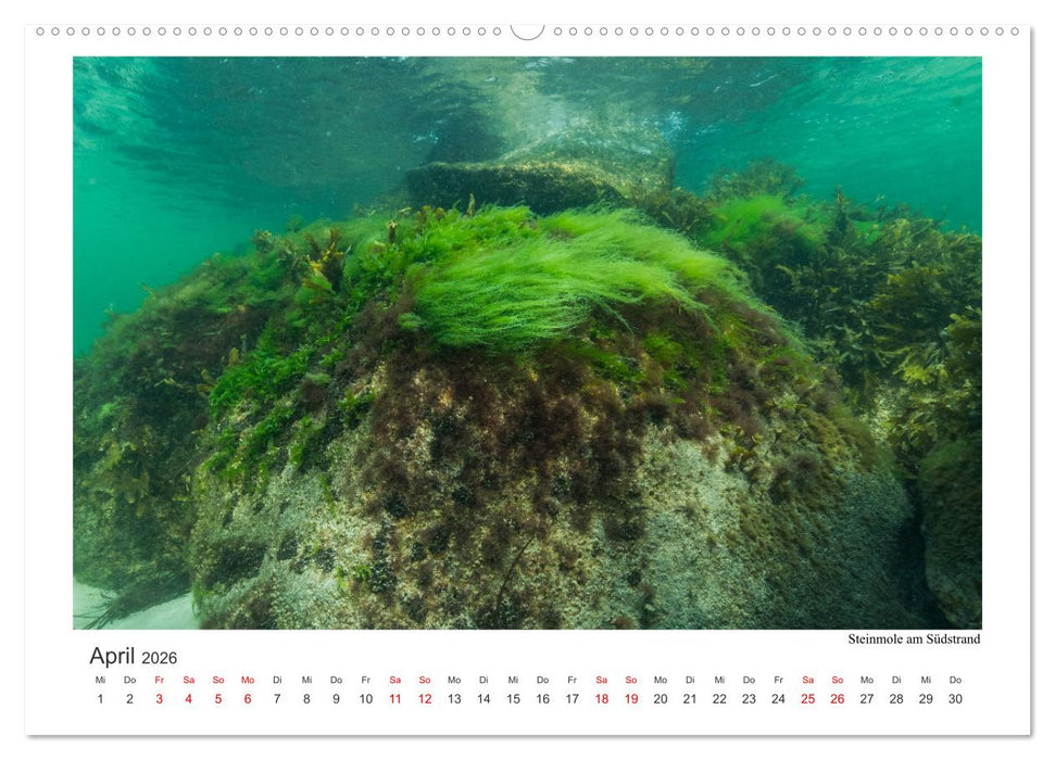 Unter Wasser rund um Fehmarn (CALVENDO Premium Wandkalender 2026)