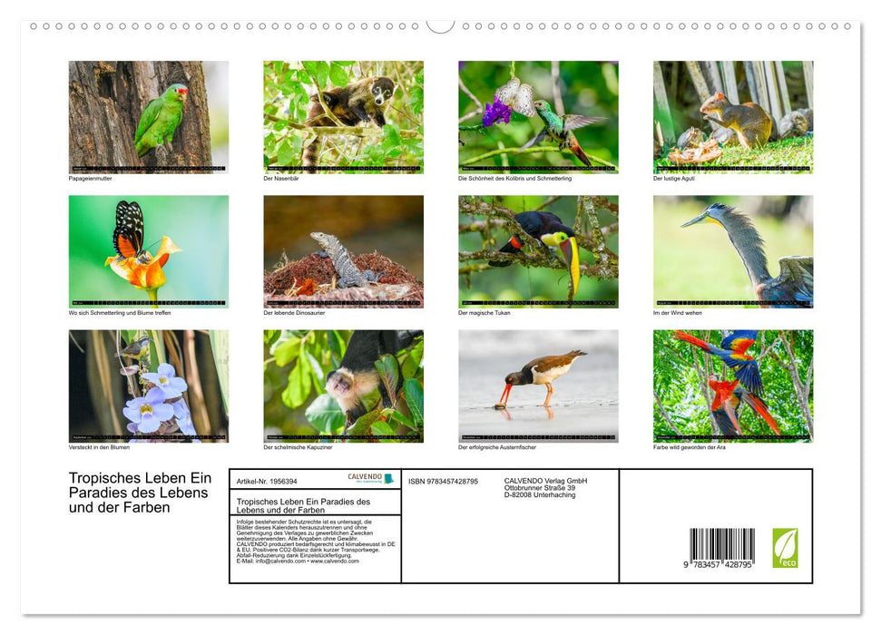 Tropisches Leben Ein Paradies des Lebens und der Farben (CALVENDO Premium Wandkalender 2026)