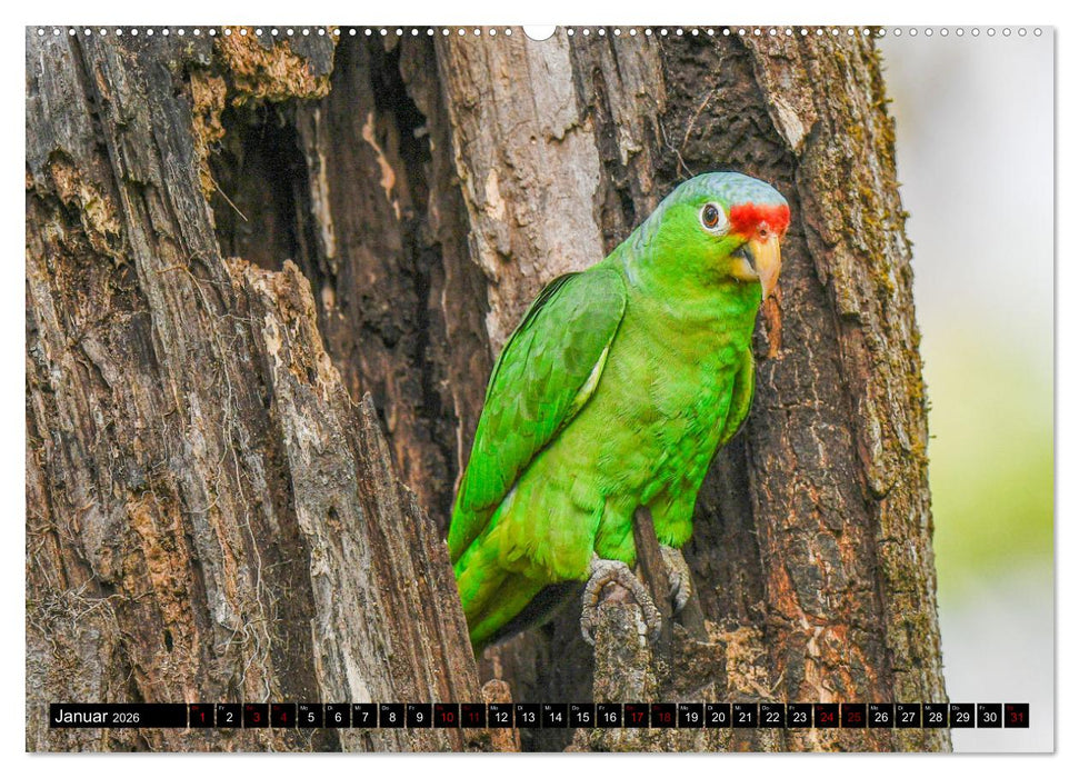 Tropisches Leben Ein Paradies des Lebens und der Farben (CALVENDO Premium Wandkalender 2026)