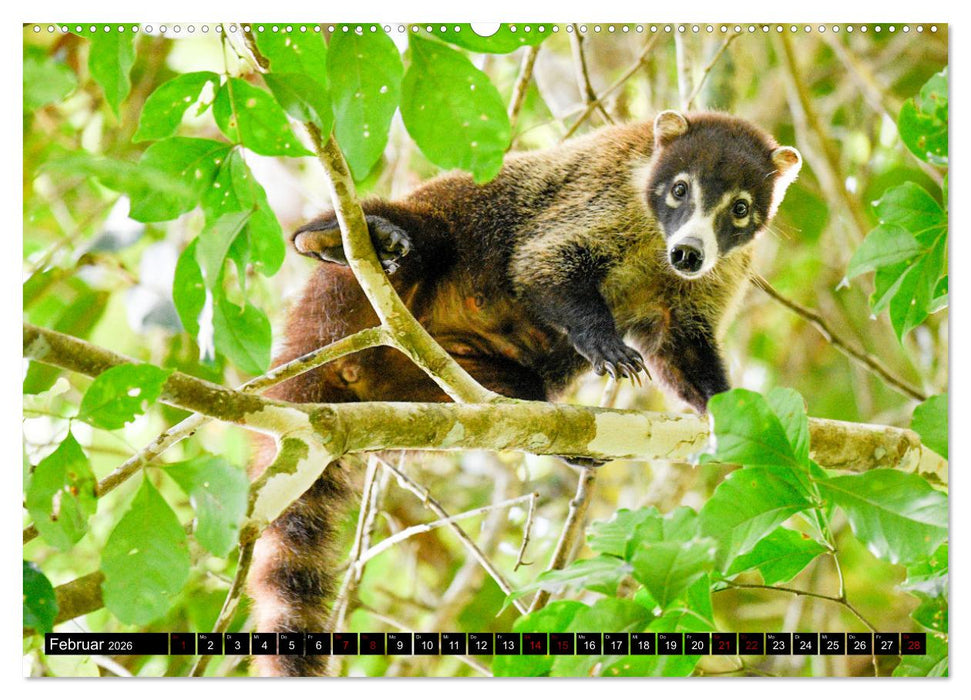 Tropisches Leben Ein Paradies des Lebens und der Farben (CALVENDO Premium Wandkalender 2026)