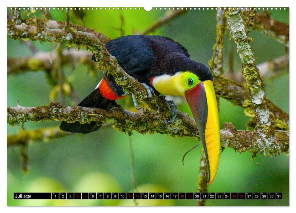 Tropisches Leben Ein Paradies des Lebens und der Farben (CALVENDO Premium Wandkalender 2026)