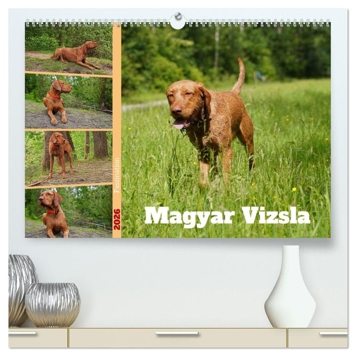 Faszination Magyar Vizsla (CALVENDO Premium Wandkalender 2026)