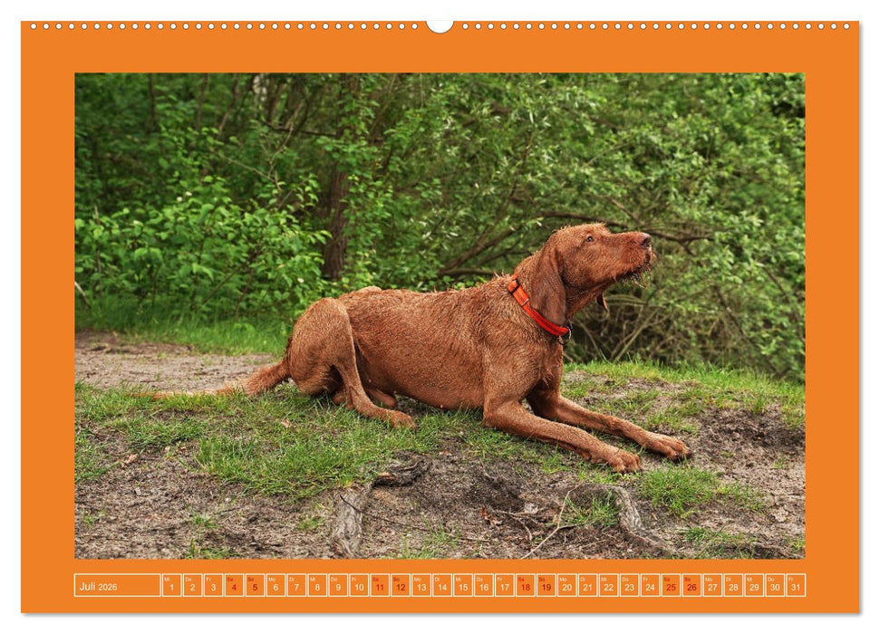 Faszination Magyar Vizsla (CALVENDO Premium Wandkalender 2026)