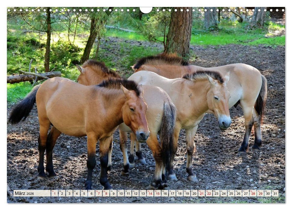 Impressionen Augsburger Stadtwald (CALVENDO Wandkalender 2026)