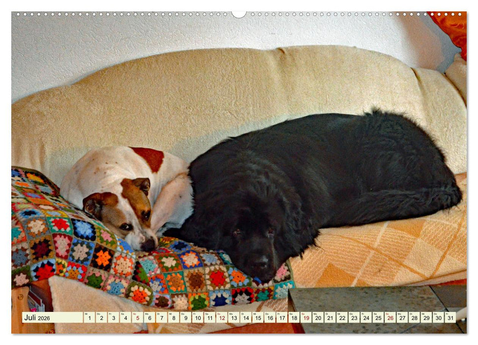 Ein ungleiches Paar aber "ziemlich beste Freunde" (CALVENDO Premium Wandkalender 2026)