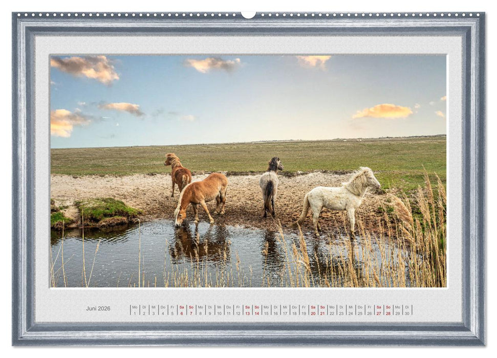 Ich bin ein Isländer (CALVENDO Premium Wandkalender 2026)