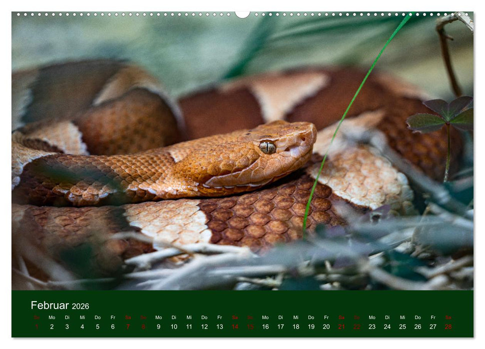 Reptilien & Amphibien Portraits (CALVENDO Premium Wandkalender 2026)